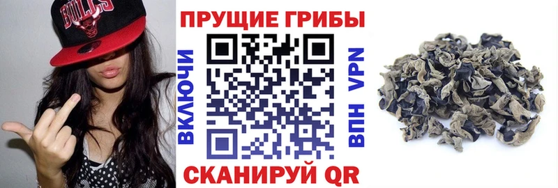 Галлюциногенные грибы Psilocybe  Ужур 